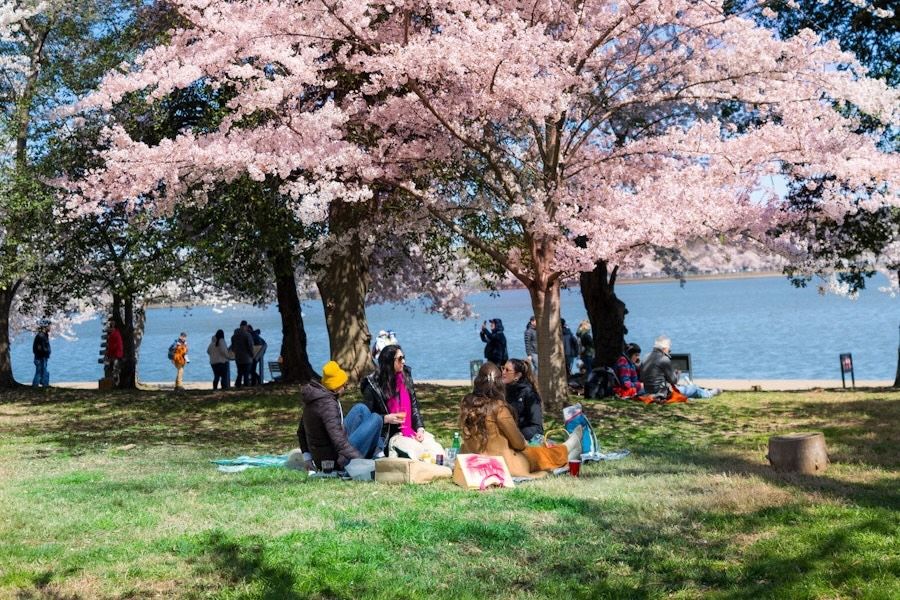 A group of women picnic by the Tidal Basin with cherry blossoms overhead. 