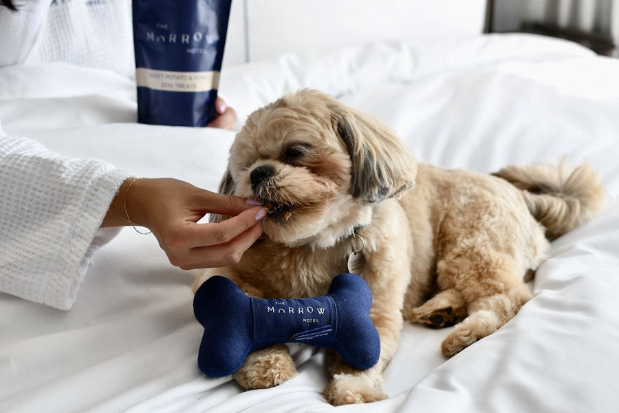 Small fluffy dog being hand-fed a treat while lying on a white hotel bed, with a blue plush bone toy labeled "The Morrow Hotel."