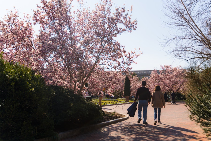 A couple walks through the Enid A. Haupt Garden beneath blooming magnolia trees in early spring.