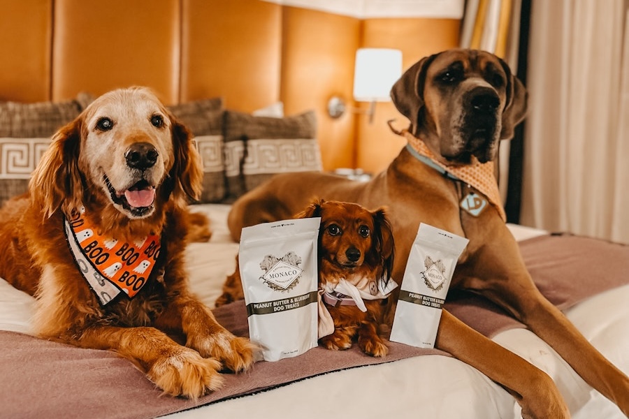 Three dogs relax on a hotel bed with Monaco-branded dog treats during a pet-friendly stay.