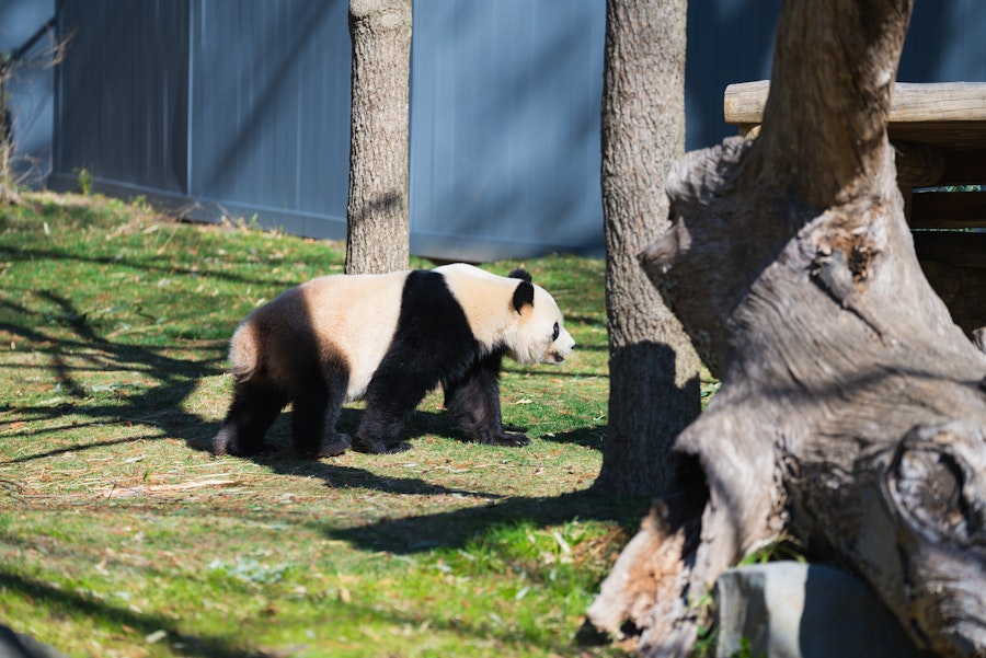 A giant panda walks across a grassy area in its outdoor enclosure.