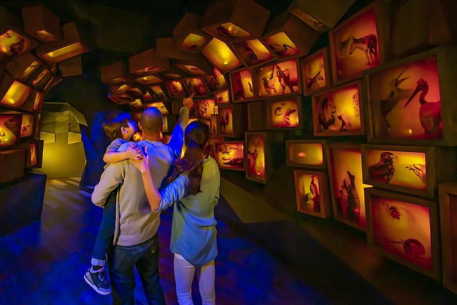 A family looks at illuminated animal displays inside the Museum of the Bible.