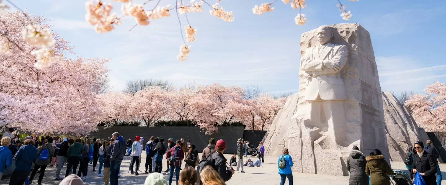 Visitors admire the Martin Luther King Jr. Memorial framed by peak-bloom cherry blossoms on a bright spring day in Washington, DC.