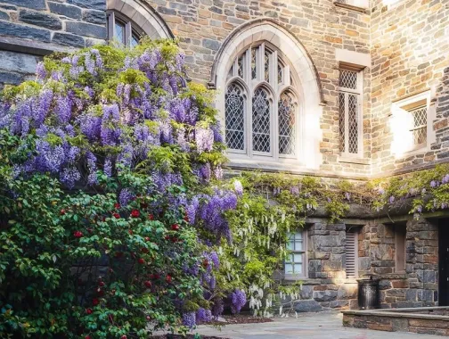 Cascading purple and white wisteria vines drape over the stone facade of the National Cathedral.